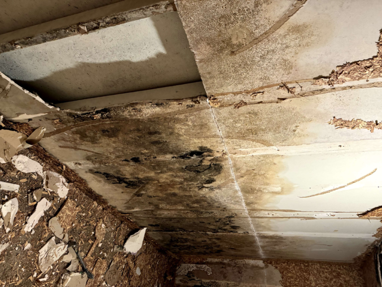Mold in Your Home